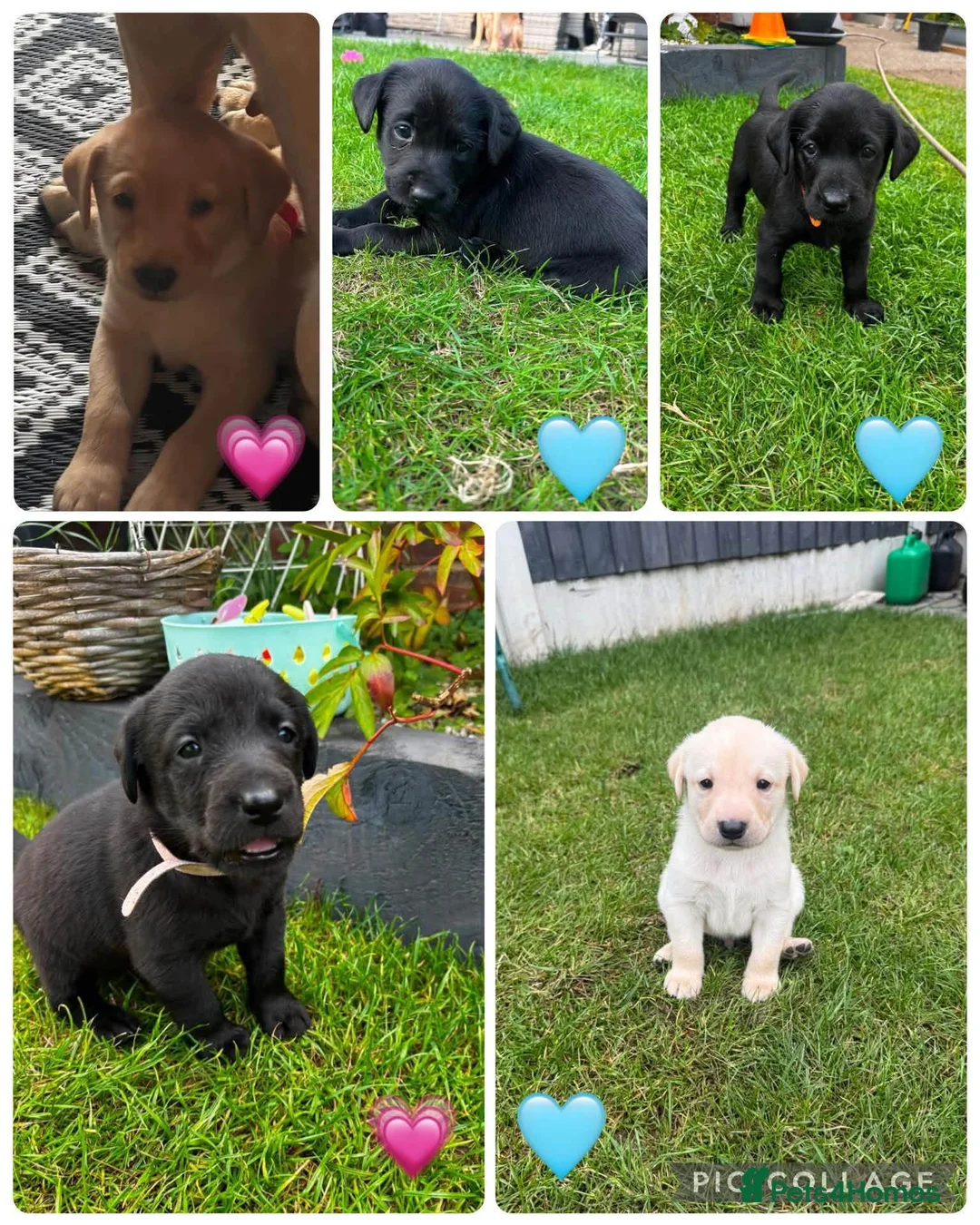 Labrador Retriever dogs for sale: Labradors in Wrexham - Advert 1