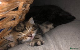 Bombay cats for sale: 🐾🌟tow lovely boys lefted🌟🐾 - Image 11