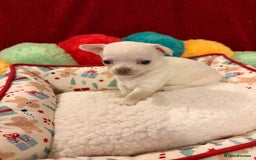 Chihuahua dogs for sale: Tiny apple head chihuahuas - Image 36