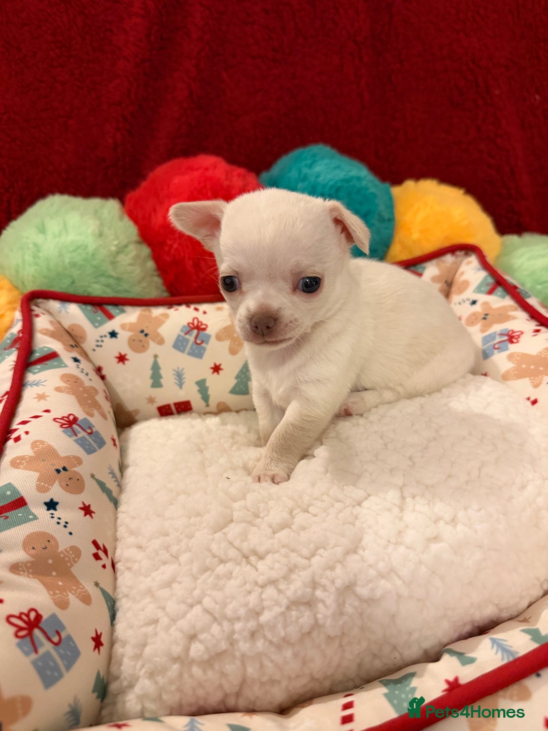 Chihuahua dogs for sale: Tiny apple head chihuahuas - Image 36