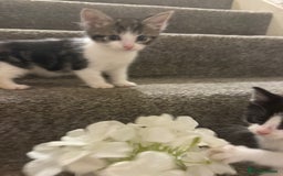 Mixed Breed cats for sale: Beautiful kittens ready for there forever homes - Image 4