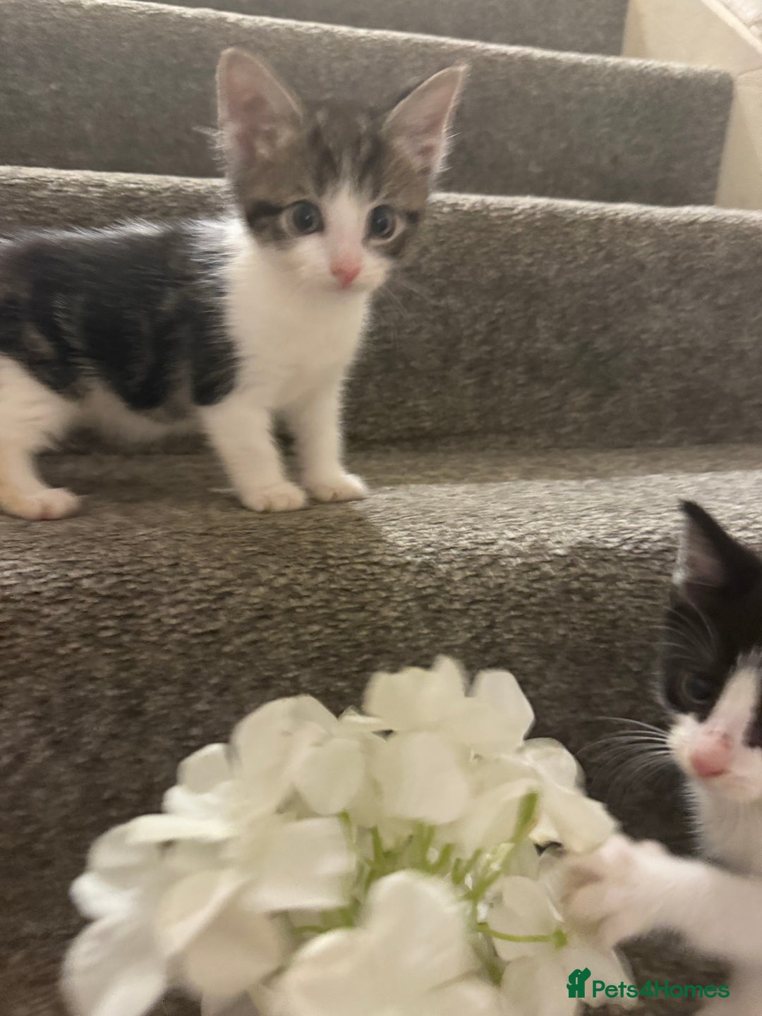 Mixed Breed cats for sale: Beautiful kittens ready for there forever homes - Image 4