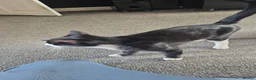 Mixed Breed cats for adoption: ***BLUE***SUTTY*** - Advert 6