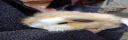 Guinea Pig rodents for sale: Swiss sows - Advert 6
