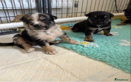 English Bulldog dogs for sale:  Bulldog puppy’s  - Image 9
