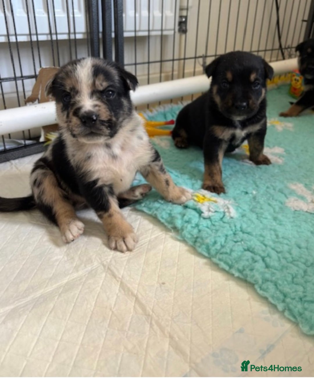 English Bulldog dogs for sale:  Bulldog puppy’s  - Image 9