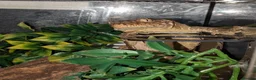 Gecko reptiles for sale: Leachieaunus gecko - Advert 2