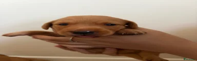 Labrador Retriever 8