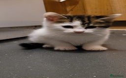 Mixed Breed cats for sale: 9week old kittens looking for their forever home - Image 2