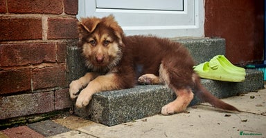 German Shepherd dogs - Advert 6