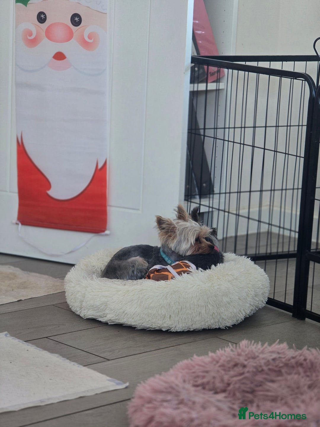 Yorkshire Terrier dogs for stud: Little yorkie boy for stud only  - Advert 5