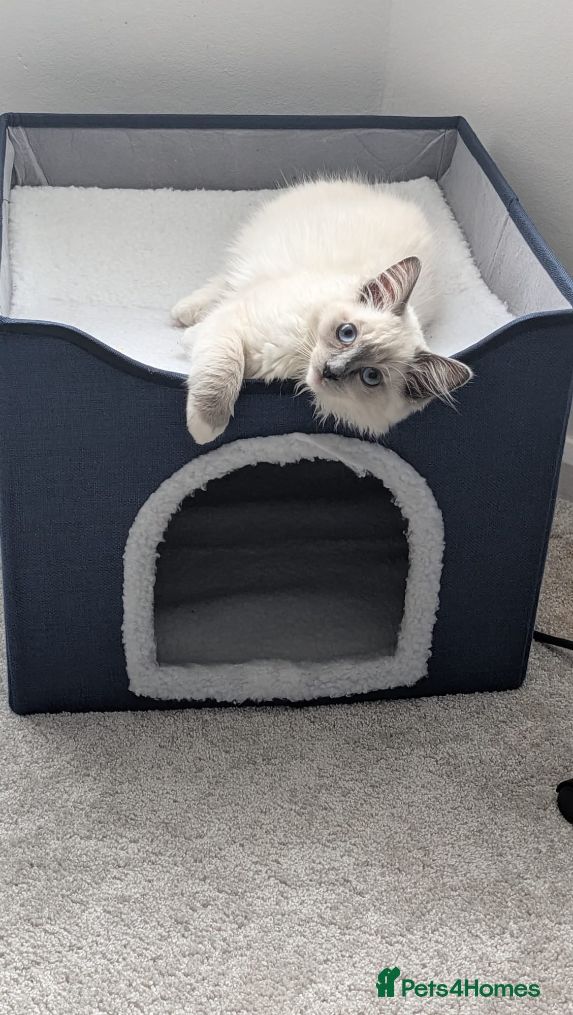 Ragdoll cats Female ragdoll kitten 12 weeks old  - Advert 1
