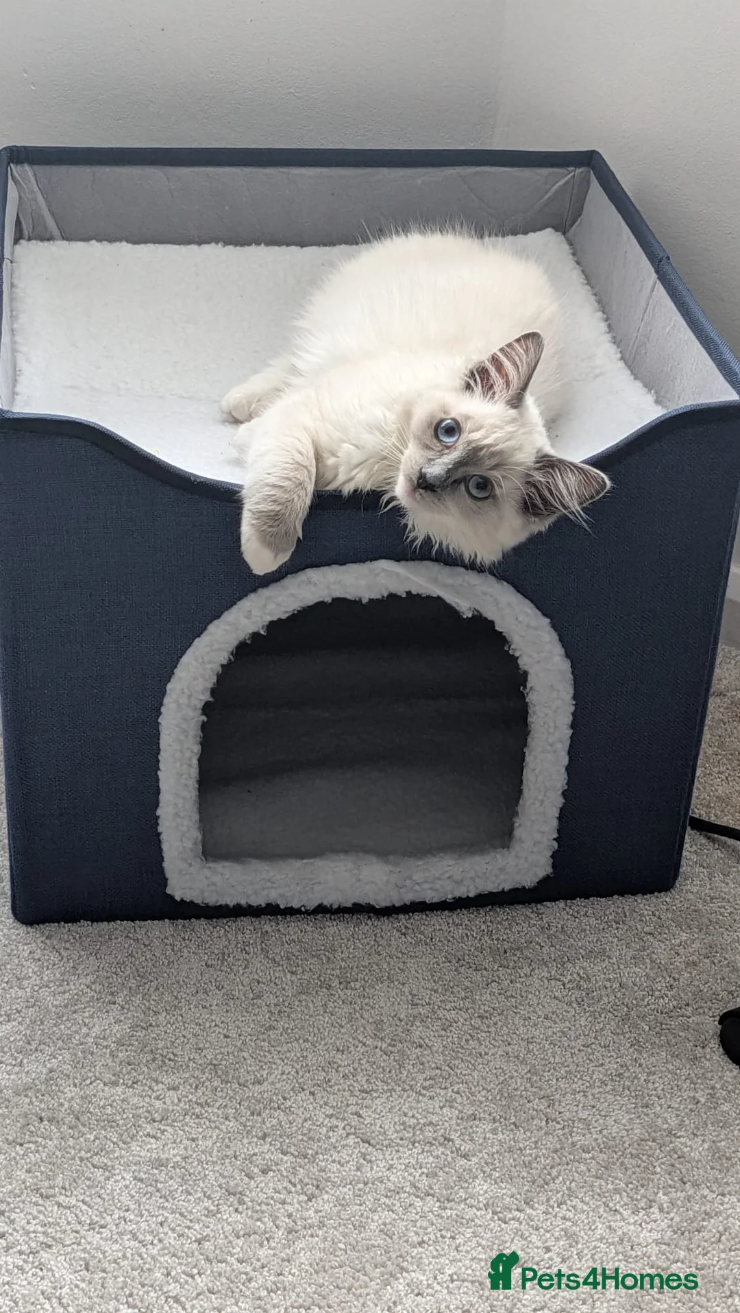 Ragdoll cats for sale: Female ragdoll kitten 12 weeks old  - Advert 1