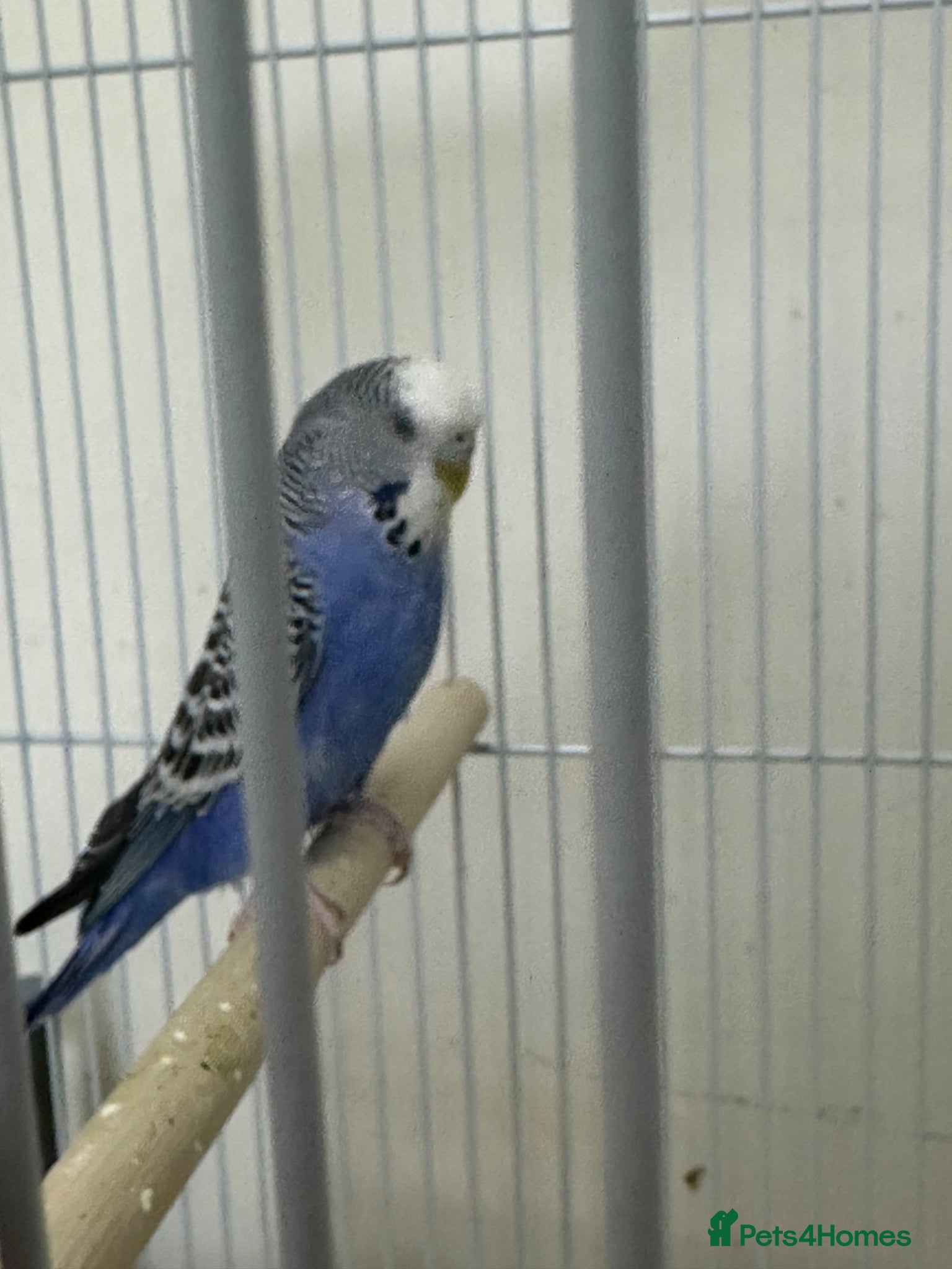 Budgerigars birds Blue Healthy budgie  - Advert 13