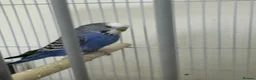 Budgerigars birds for sale: Blue Healthy budgie  in London - Advert 1