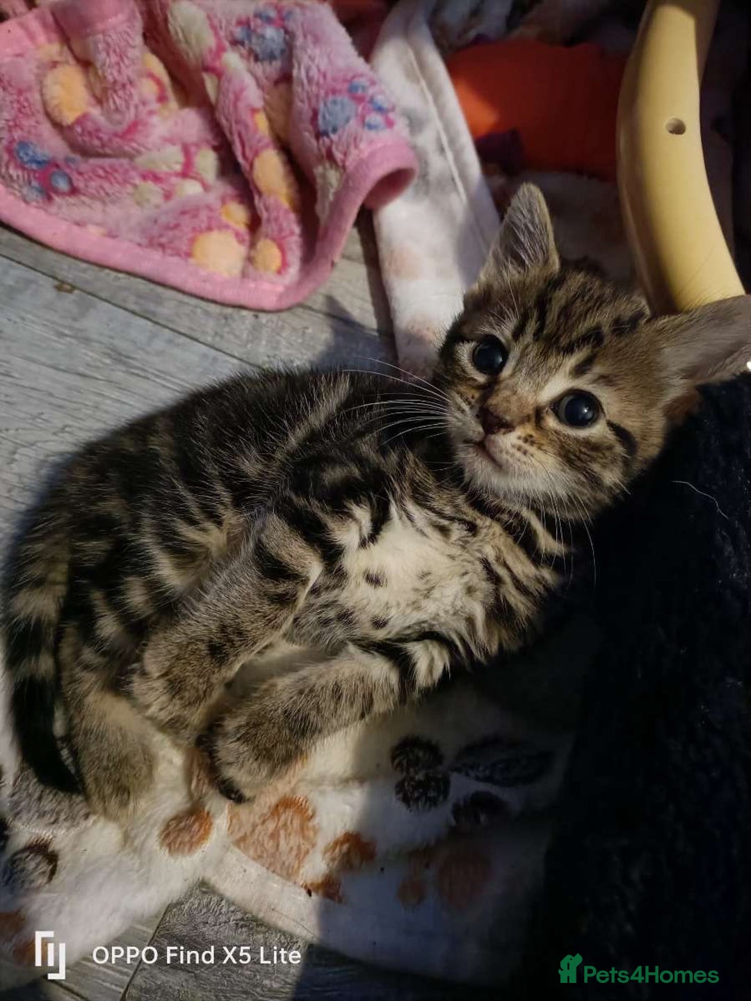 Bengal cats for sale: 6 beautiful bengal cross babies needing homes  - Advert 4