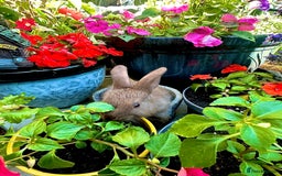Mini Lop rabbits for sale: Mini Lops. READY NOW - Image 2