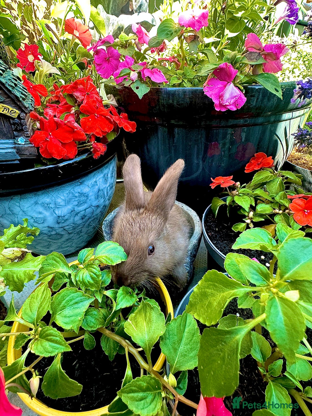 Mini Lop rabbits for sale: Mini Lops. READY NOW - Image 2