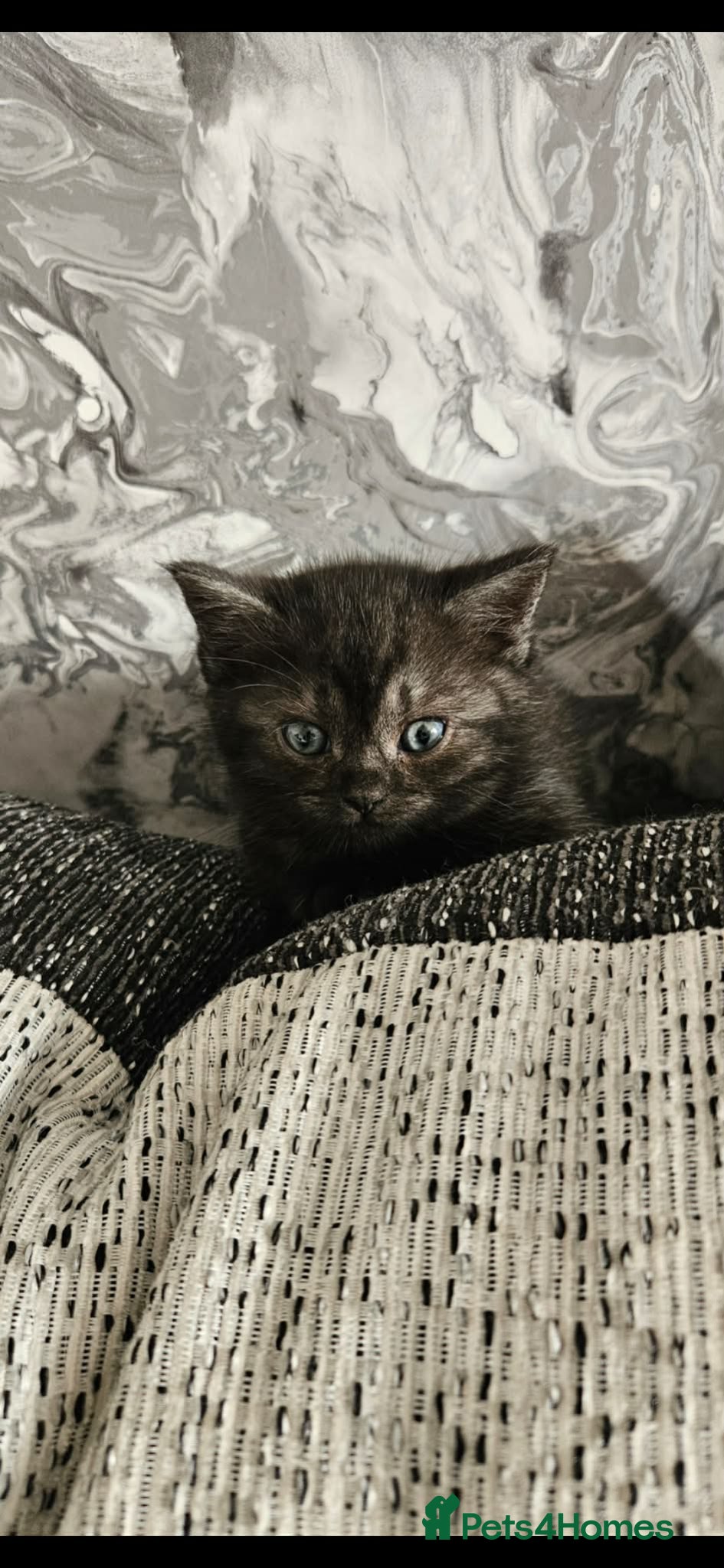 Mixed Breed cats 3 kittens available  - Advert 2