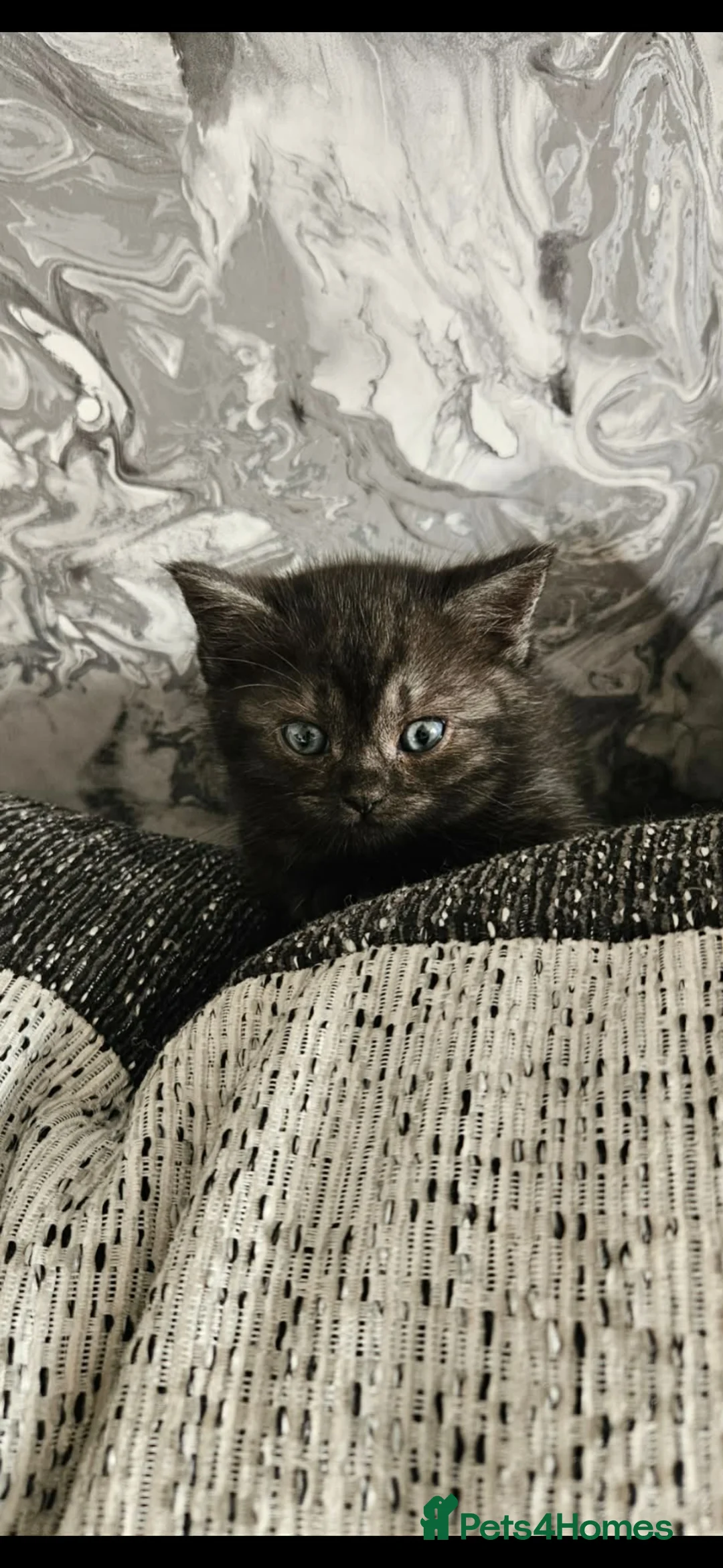 Mixed Breed cats for sale: 3 kittens available  - Advert 1