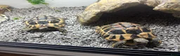 Hermann Tortoise reptiles for sale: 2 tortoise and housing  in Sutton Coldfield - Advert 4