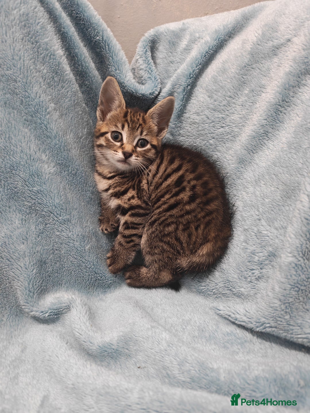 Mixed Breed cats for sale: Beautiful kittens VIDEOS - Advert 24