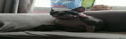 French Bulldog dogs for sale: 3yr old Frenchie Girl - Advert 3