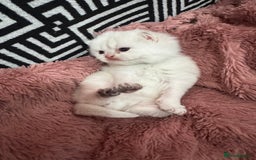 British Shorthair cats for sale: ❤️ White, gold tipped British shorthairs ❤️ in Slough - Image 13