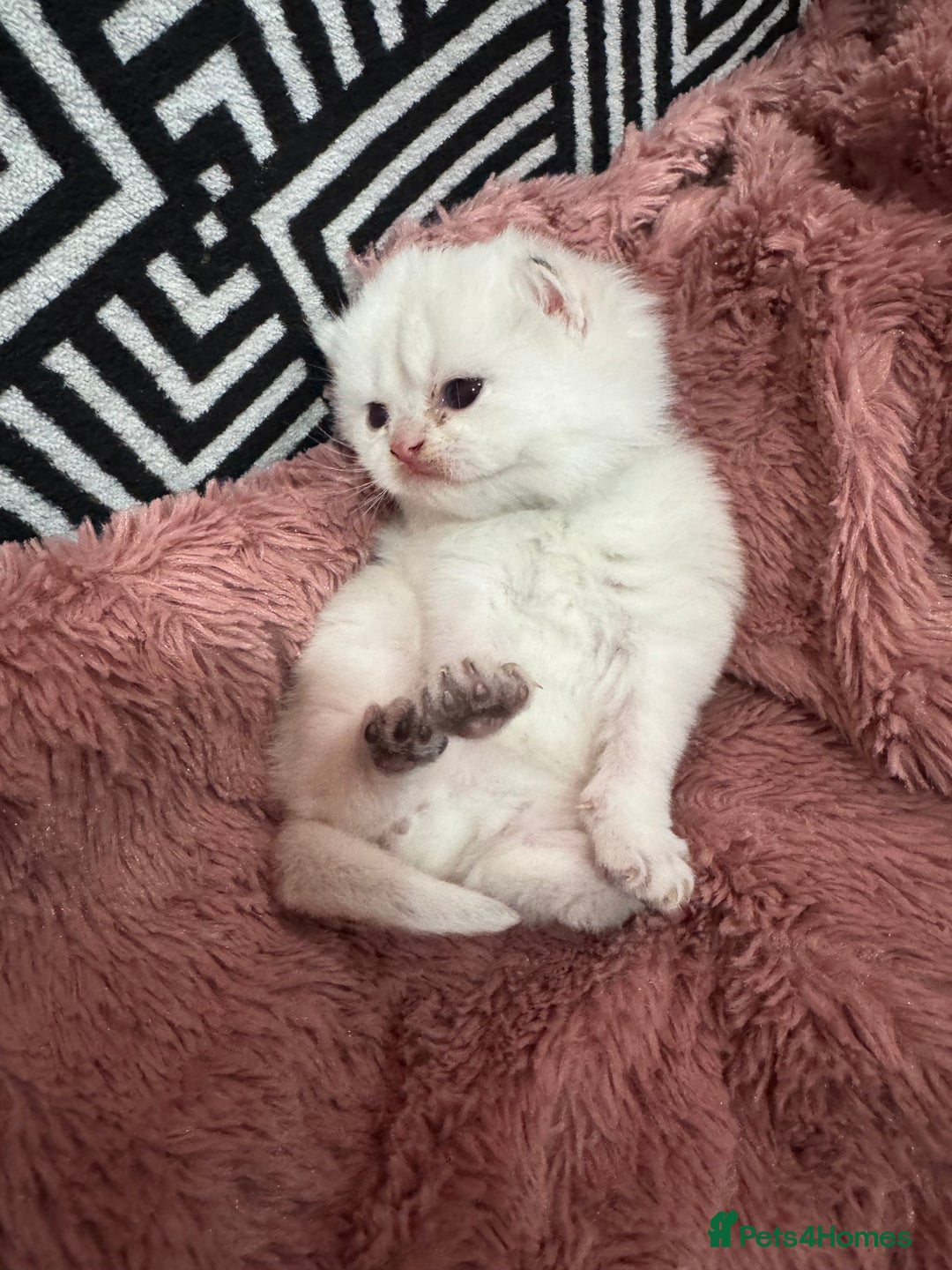 British Shorthair cats for sale: ❤️ White, gold tipped British shorthairs ❤️ in Slough - Image 13
