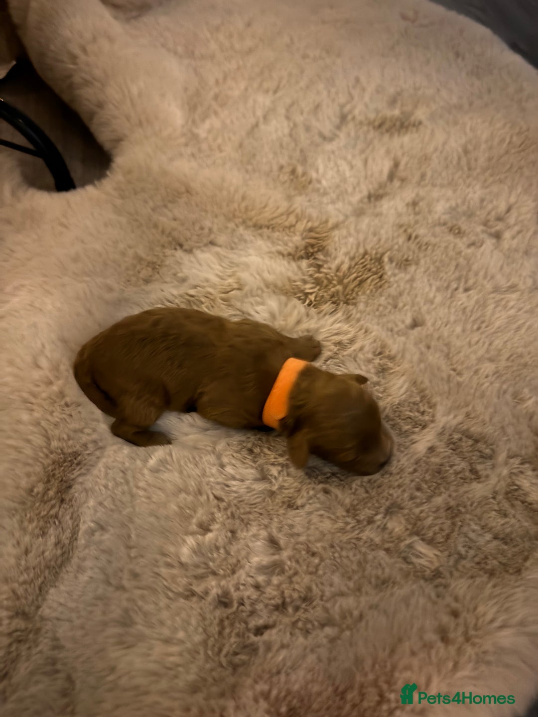 Cockapoo dogs for sale:  F1b Miniature Cockapoo Puppies fox red colour  - Advert 8