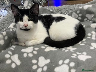 Manx cats Cookie - Advert 14