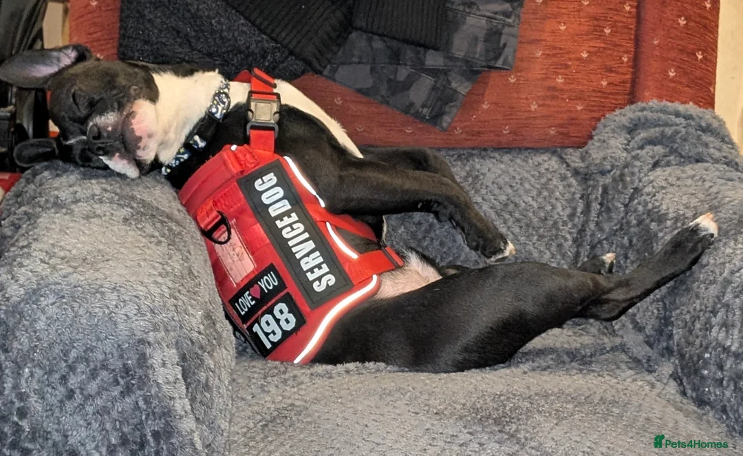 Mixed Breed dogs for sale: Oreo NI - Advert 1