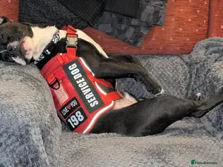 Mixed Breed dogs Oreo NI - Advert 1