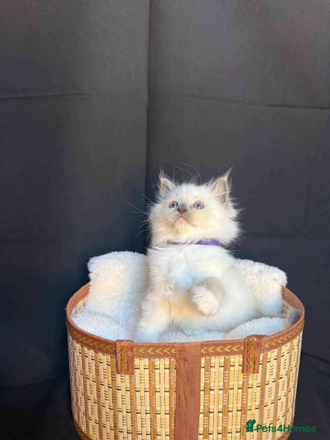 Ragdoll cats for sale: Registered GCCF/TICA champion Ragdoll Kittens  - Advert 28