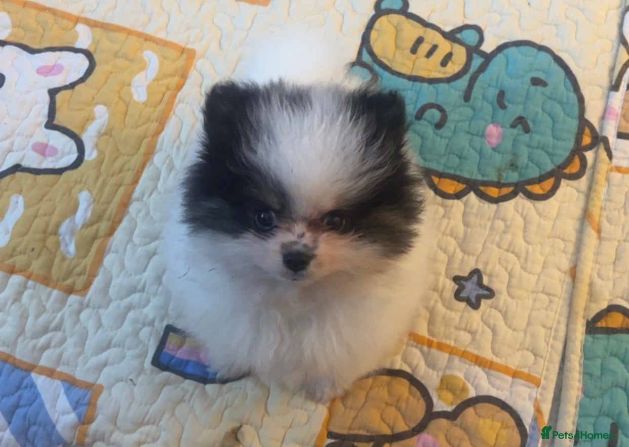 Pomeranian dogs 5 STAR POMERANIAN PUPPIES  - Advert 4