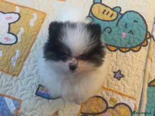 Pomeranian dogs 5 STAR POMERANIAN PUPPIES - Advert 4