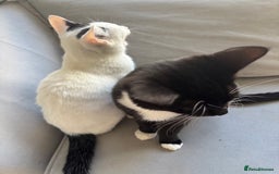 Mixed Breed cats for sale: Girl and boy for sale - Image 4