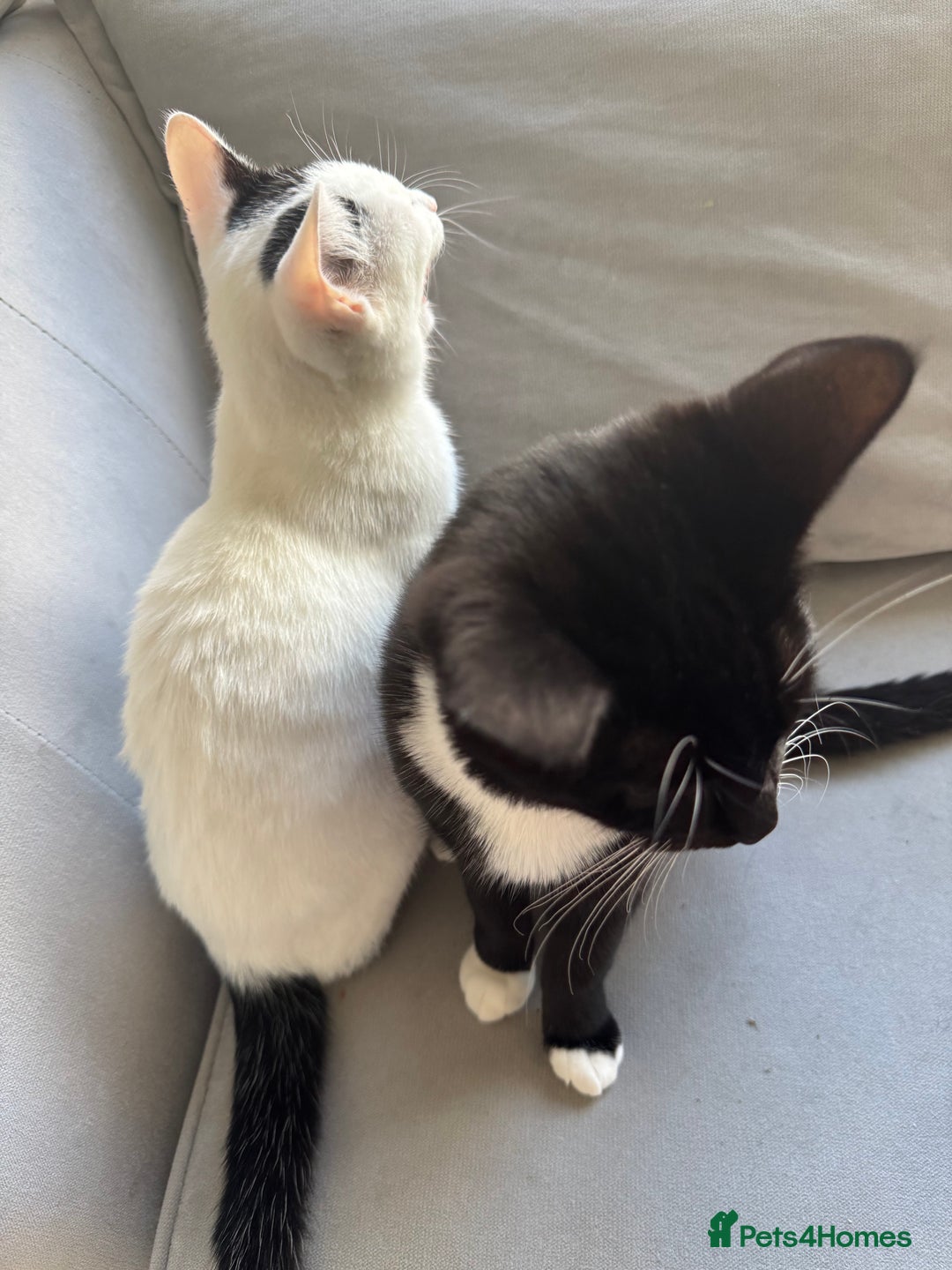 Mixed Breed cats for sale: Girl and boy for sale - Image 4