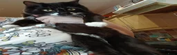Mixed Breed cats for sale: Cat female  - Advert 4