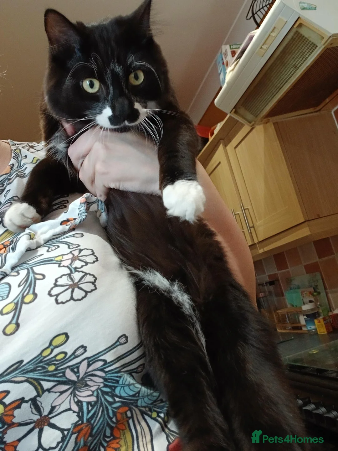 Mixed Breed cats for sale: Cat female  - Advert 4
