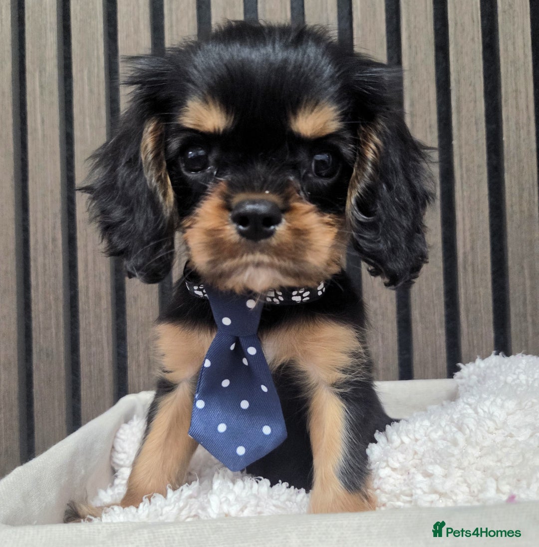 Cavalier King Charles Spaniel dogs for sale: Gorgeous Cavalier Puppies Ready2Go - Image 9