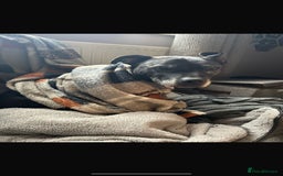 Staffordshire Bull Terrier dogs for sale: Loyal Older Lady looking for quiet life of leisure - Image 3