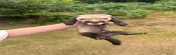 Ferret rodents for sale: 5 ferret kits for sale  - Advert 1