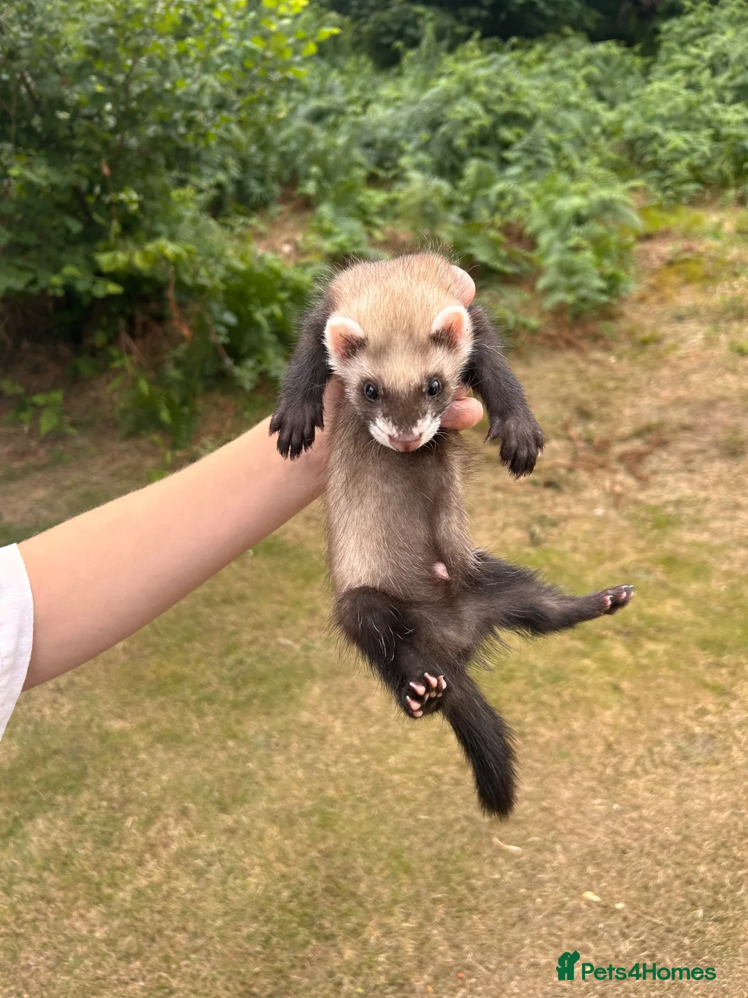 Ferret rodents for sale: 5 ferret kits for sale  - Advert 1
