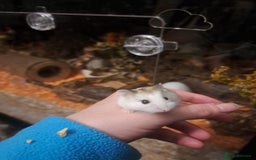 Hamster rodents for sale: Robovoski hamster - Image 2