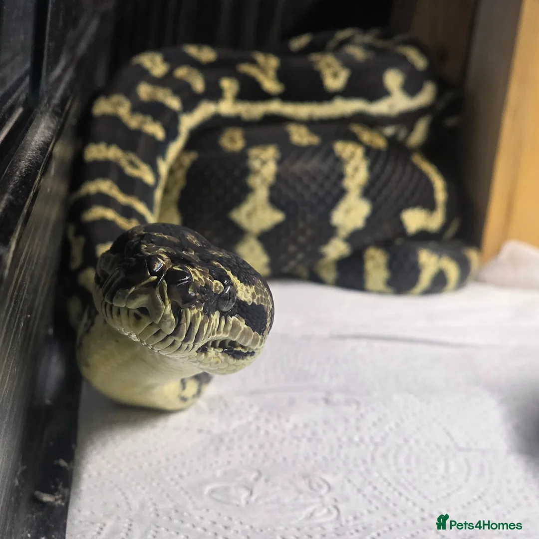 Python Snake reptiles for sale:  7ft Female Jungle Carpet Python+Full Vivarium🔥 - Advert 1