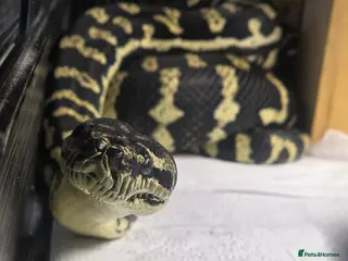 Python Snake reptiles 7ft Female Jungle Carpet Python+Full Vivarium🔥 - Advert 1