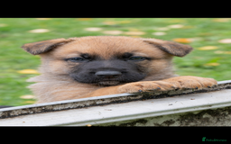 German Shepherd dogs for sale: German Shepherd puppy family guard dogs - Image 2