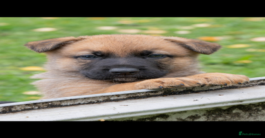 German Shepherd dogs - Advert 6