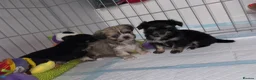 Mixed Breed dogs for sale: Tiny Malchi puppies - Advert 17